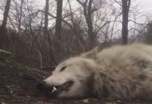 【66款】狼：我差不多是只废狼了等搞笑名场面视频素材