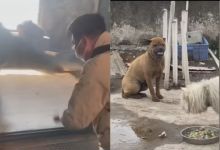 【20款】国外宠物可爱搞笑视频素材