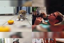 【20款】国外搞笑街头恶搞失误视频素材