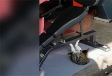 【91款】横屏猫咪猫猫可爱卖萌互动萌宠宠物动物搞笑长视频素材