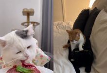 【270款】国外竖屏猫咪猫猫可爱卖萌互动萌宠宠物动物搞笑视频素材