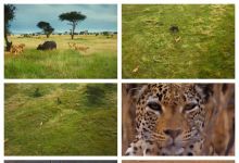 【1032款 1000G+】野生动物解说动物世界纪录片搞笑动物视频素材