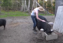 【20款】国外搞笑街头恶搞失误视频素材