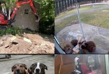 【20款】国外搞笑街头恶搞失误视频素材