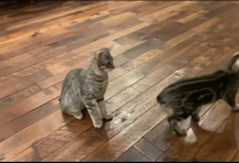 【20款】国外搞笑街头恶搞失误视频素材