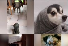 【20款】国外搞笑街头恶搞失误视频素材