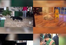 【20款】国外搞笑街头恶搞失误视频素材