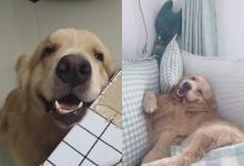 【3200款】狗狗萌宠类搞笑短视频素材