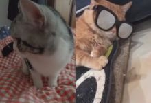 【4500款】猫咪萌宠类搞笑短视频素材