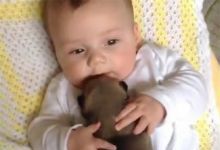 【12000款】哈士奇宠物狗狗搞笑短视频素材