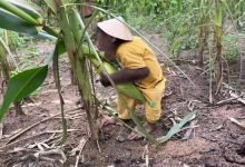 【90款】国外小猴子拉小车逛集市牵羊放羊猎奇搞笑视频素材