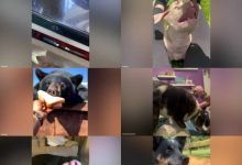【137款】横屏搞笑萌宠狗狗猫咪动物视频素材